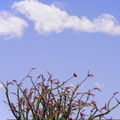Spring_Elemental_with_Cloud.jpg