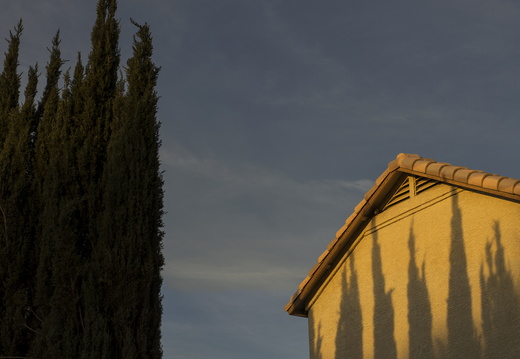 Tempe Arizona Shadows Trees