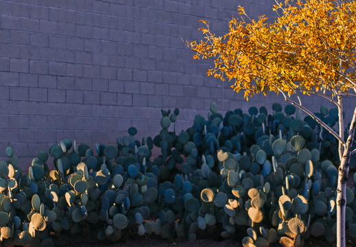 Tempe Arizona Center for the Arts Winter Tree Cactus
