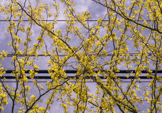 Tempe Arizona photography city scenes palo verde blossoms