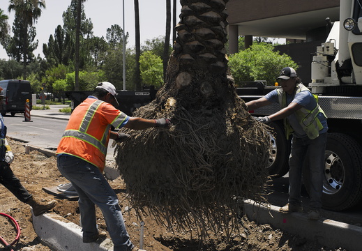Tempe Arizona photography Palm Tree Planting with Crane Roots Dirt