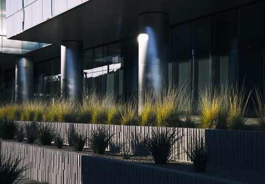 Tempe Marina Spring Growth Plant Row