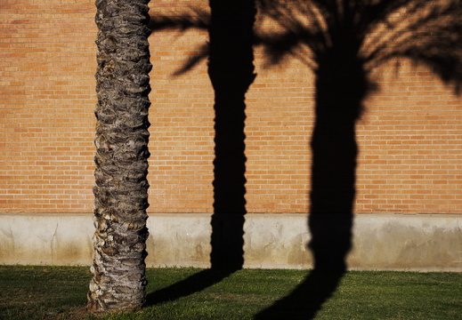 Tempe Summer Commences Palm Tree Shadow