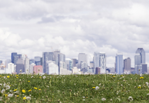 Seattle Panorama from West Seattle Spring Lawn 4k